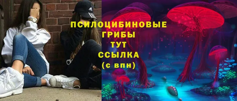 Псилоцибиновые грибы Psilocybe  Шадринск 